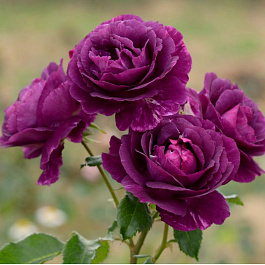 Роза флорибунда Мистерьез Роза флорибунда Мистерьез