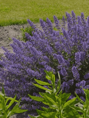 Котовник Фассена Junior Walker