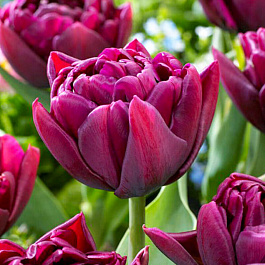 Тюльпан махровый ранний Элисон Брэдли