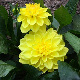 Георгина декоративная Сиса