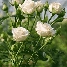 Роза спрей Jana