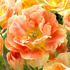 Тюльпан махровый поздний Чарминг Бьюти