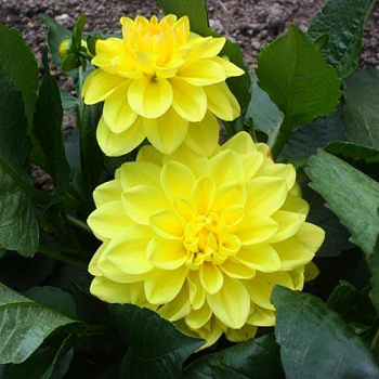 Георгина декоративная Сиса