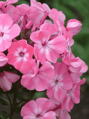 Флокс метельчатый Вальс