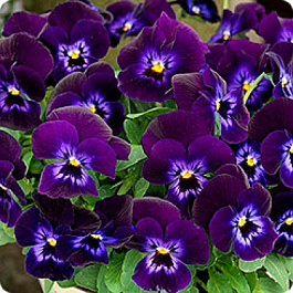 Фиалка рогатая Эдмаер Деним