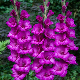 Гладиолус крупноцветковый Бельведер