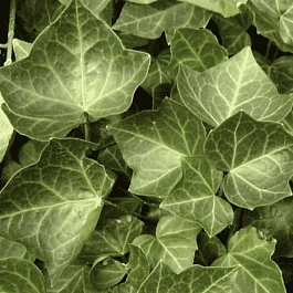 Плющ обыкновенный Woerner