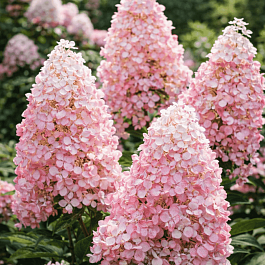 Гортензия метельчатая Pink Lady