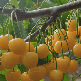 Черешня Рондо