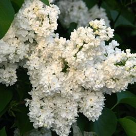 Сирень Mme. Cas. Perrier