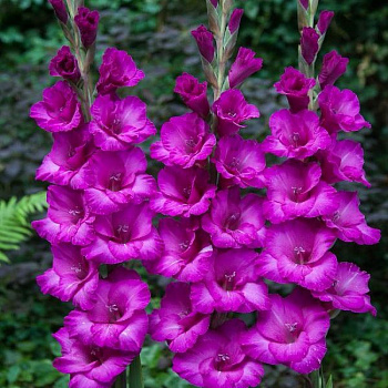 Гладиолус крупноцветковый Бельведер