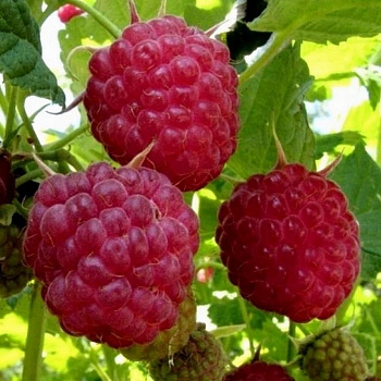 Малина ремонтантная Пингвин штамб