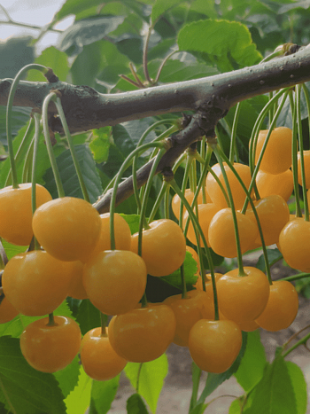 Черешня Рондо