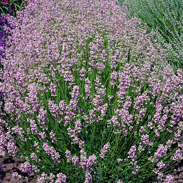 Лаванда узколистная Розеа