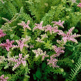 Седум ложный Си Стар