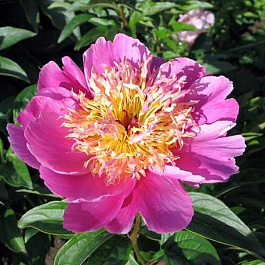 Пион травянистый Бельвиль