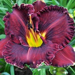 Лилейник гибридный Пеплишес НАБОР 2ШТ (1+1)