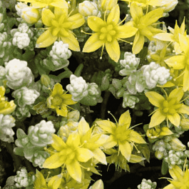 Очиток едкий Variegata