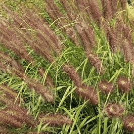 Пеннисетум лисохвостый 'Red Head'