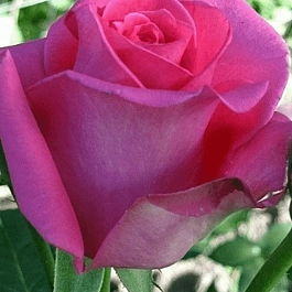 Роза чайно-гибридная Ravel