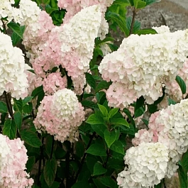 Гортензия метельчатая Little Fraise