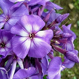 Флокс метельчатый Пёпл Кисс