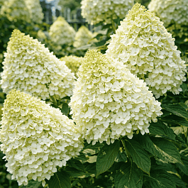 Гортензия метельчатая Hercules