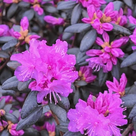 Рододендрон гибридный P.J.M. Elite