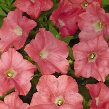 Петуния ампельная F1 Изи Вейв	Корал Риф