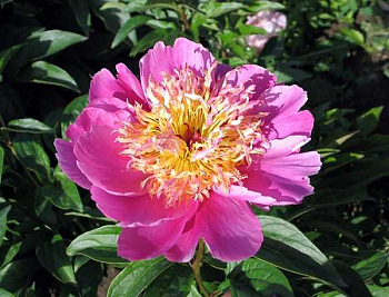 Пион травянистый Бельвиль