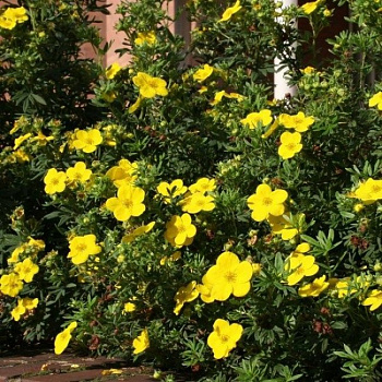 Лапчатка кустарниковая Фридхем Лапчатка кустарниковая Фридхем