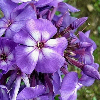 Флокс метельчатый Пёпл Кисс