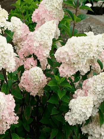 Гортензия метельчатая Little Fraise