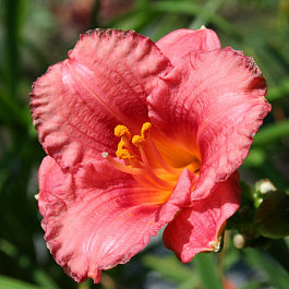 Лилейник гибридный Космополитан