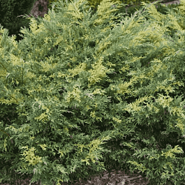 Можжевельник виргинский Hetz Variegata