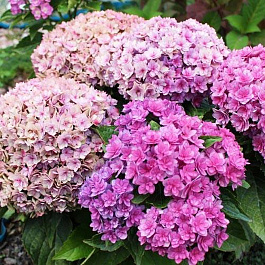 Гортензия крупнолистовая Ю энд ми Форевэ