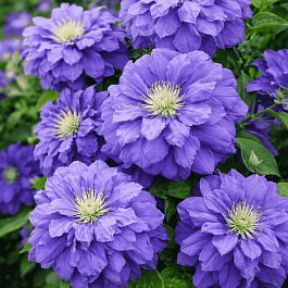 Клематис Kiri Te Kanawa