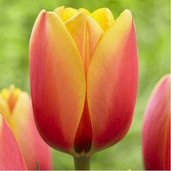 Тюльпан Уорлд Пис