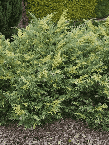 Можжевельник виргинский Hetz Variegata