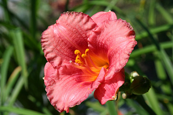 Лилейник гибридный Космополитан