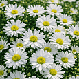 Астра кустарниковая Snowsprite