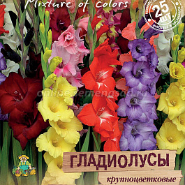 Гладиолус крупноцветковый Мозаика