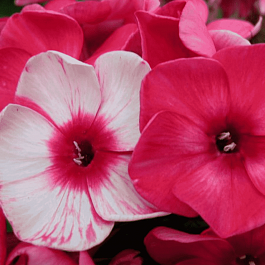 Флокс метельчатый Серафима