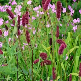 Кровохлебка малая