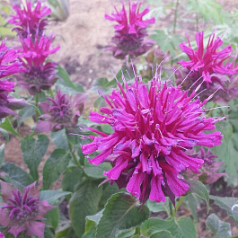 Монарда гибридная Махогани