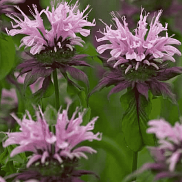 Монарда гибридная Beauty of Cobham