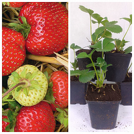 Земляника садовая Деройял НАБОР 5ШТ Земляника садовая Деройял НАБОР 5ШТ