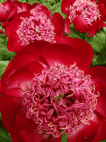 Пион Молочноцветковый Walter Mainz