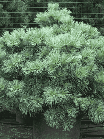 Сосна горная Веймутова