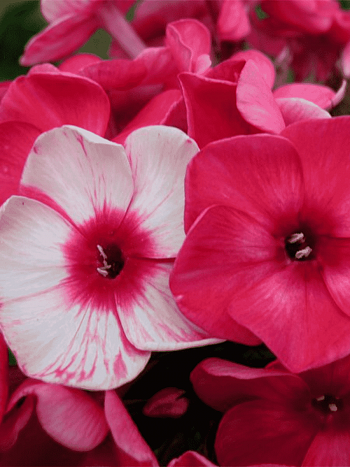 Флокс метельчатый Серафима